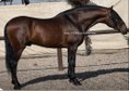The most beautiful and barock Spanish Horse