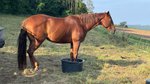 Zuverlässige, liebe Allround Quarter Horse Stute mit Showerfahrun