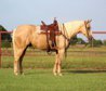 Vielseitig & familienfreundlich / 9-jähriger Palomino AQHA Wallac