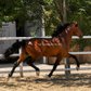 Beautiful stallion barock with top dressage quality 