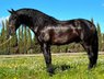 Wirklich hübsches schwarzes PRE