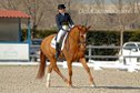 KWPN Mare – Elegant & Talented_ Opportunity! 