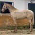 Special stallion perlino Spanis Horse