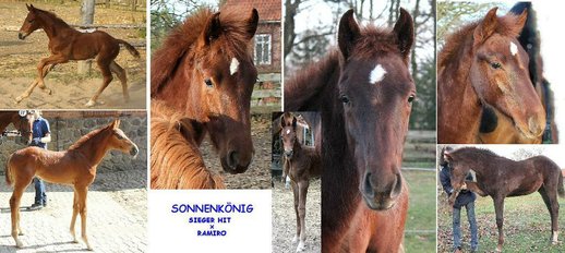 Sun King von Sieger Star v Sandro Hit - Donnerhall - Ramiro