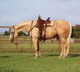 Starker und smarter Quarter Horse Wallach.