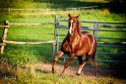 Talentierter Quarter Horse Wallach mit Reining-Ausbildung 