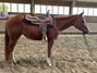Top QH young mare by Allround sire Unxpected