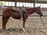 Top QH Nachwuchsstute vom Allround Vererber Unxpected
