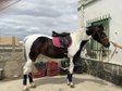 CDE PINTO FILLY (CHEROKI-SANCISCO/SANDRO HIT)