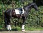NEW stunning black stallion PRE