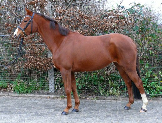 Powerful Fox Trakehner Mare