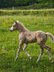 Menschenbezogene Paint Horse Stute mit Reining-Abstammung