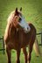 Quarter Horse mare with outstanding pedigree
