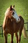 Quarter Horse mare with outstanding pedigree
