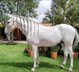 12 year old 17.1hh registered  Andalusian gelding