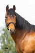 Gitano - Andalusier, Wallach, 14 Jahre, Braun