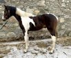 IRISH SPORT HORSE – SKEWBALD – COLT – 16.2/16.3 HANDS