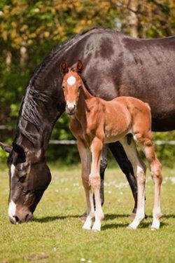 Cascadeur als Fohlen