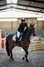 Talented 6-year-old gelding with the best attitude