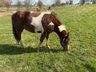 Kräftiger, unerschrockener Paint Horse Hengst