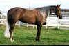 Bewährte Quarter Horse Zuchtstute mit Top-Abstammung