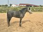 ANDALUSIAN GELDING 3 YEARS OLD RIDDEN. 4000 EUROS