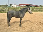 ANDALUSIAN GELDING 3 YEARS OLD RIDDEN. 4000 EUROS