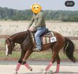 Quarter Horse Wallach mit viel Potential