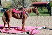 Absolutely stunning And Gentle Family Mare.