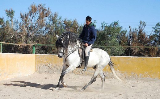 GANADOS CHANDO FARM