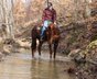 Intelligentes und athletisches Quarter Horse