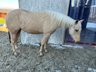 Palomino Quarter Horse Stute mit Reiningpedigree der Extraklasse