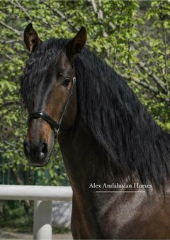 alexandalusianhorses
