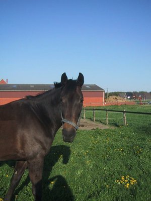 Super nice Mare 