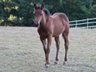Bildhübsches Quarter Horse Stutfohlen für Liebhaber der Foundatio