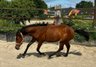 Vielseitiger Quarter Horse Stutjährling mit tollem Charakter