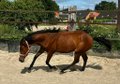 Vielseitiger Quarter Horse Stutjährling mit tollem Charakter