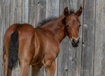 Upload/Images/5Cdff9E7.Jpg
