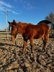 Interessant gezogener, korrekter Quarter Horse Jährling