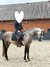 Menschenbezogener Lusitano-Wallach mit solider Ausbildung