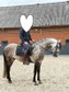 Menschenbezogener Lusitano-Wallach mit solider Ausbildung