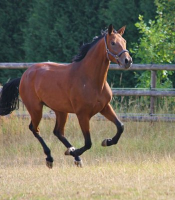 Dressage/broodmare by Belissimo/Sandro Hit 