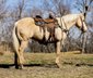 Working cow and Trail Quarter Horse Gelding.