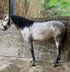 Nice spanish mare