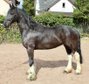 Beautiful baroque pinto mare for leisure and breeding