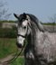 Kannan offspring - great mare - very good training!