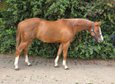 Reining-Nachwuchs mit Herz, Talent und Top-Abstammung
