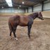 nerve-racking Quarter Horse stallion by Born To Be Blazing
