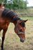 Verlasspferd von morgen - charmanter Quarter Horse Jährling 
