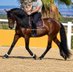 Handsome Spanish Horse